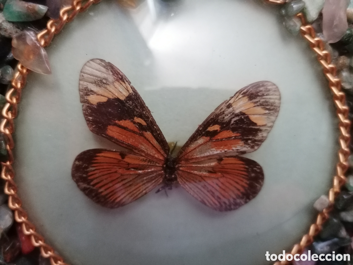 Antig&uuml;edades: Antiguo cuadro con mariposas disecadas - Foto 9