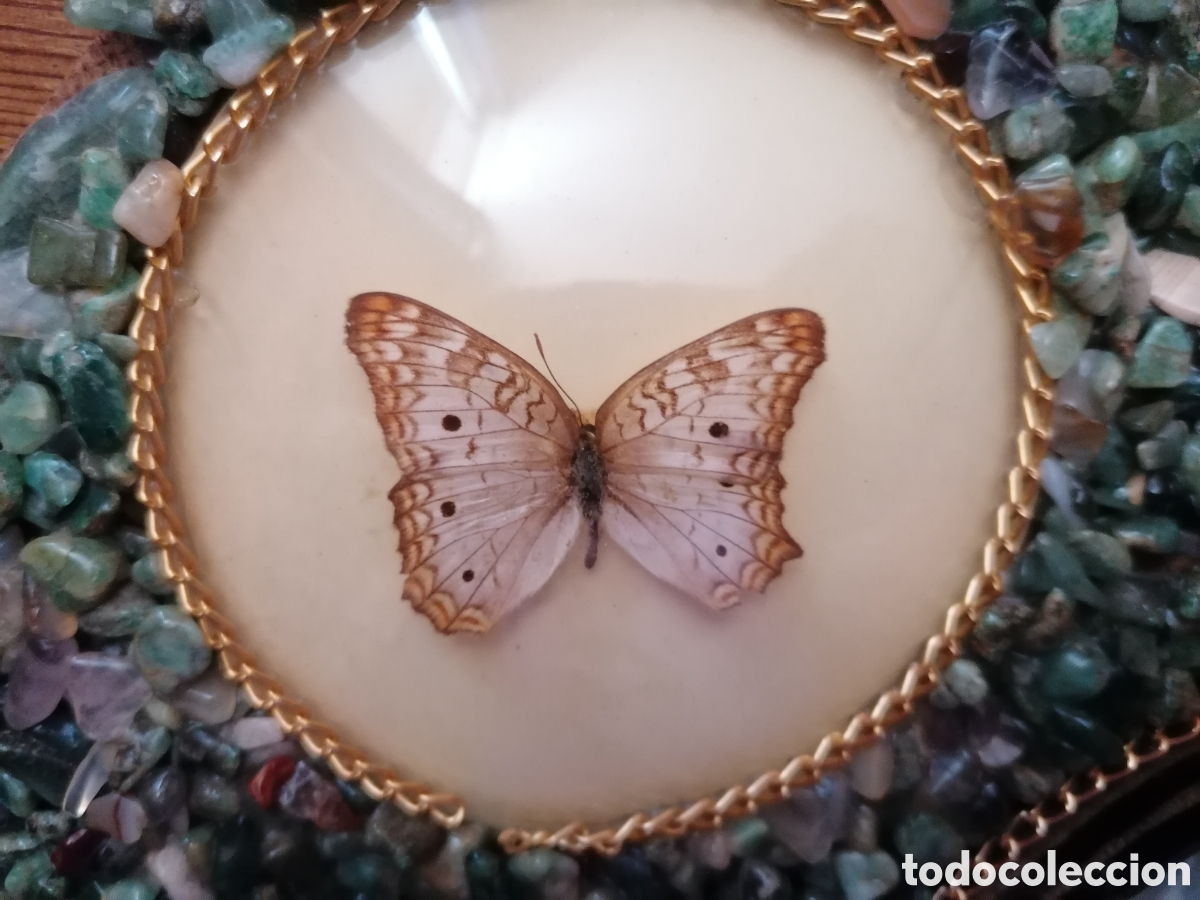 Antig&uuml;edades: Antiguo cuadro con mariposas disecadas - Foto 10