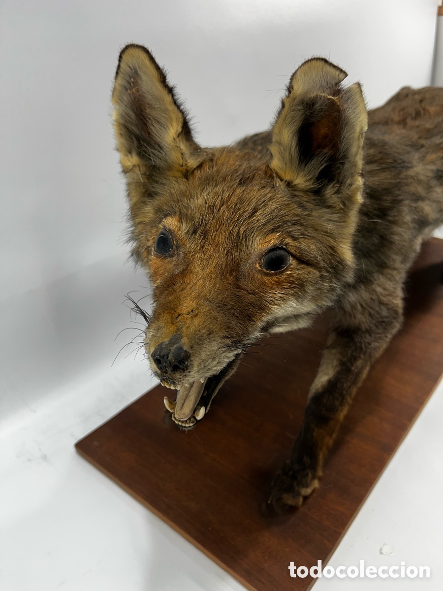 Antig&uuml;edades: ANTIGUO ZORRO DISECADO - Foto 2