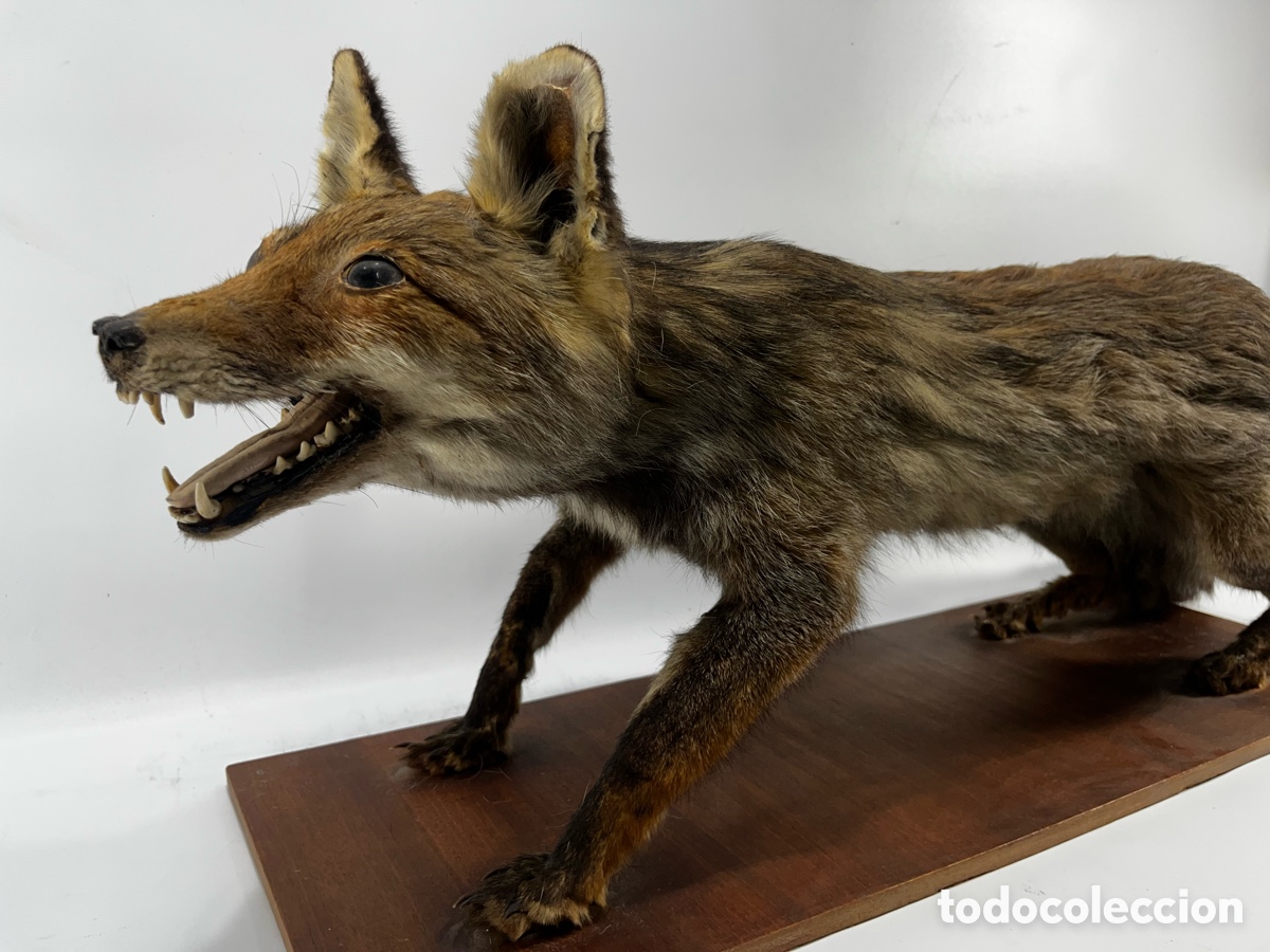 Antig&uuml;edades: ANTIGUO ZORRO DISECADO - Foto 3