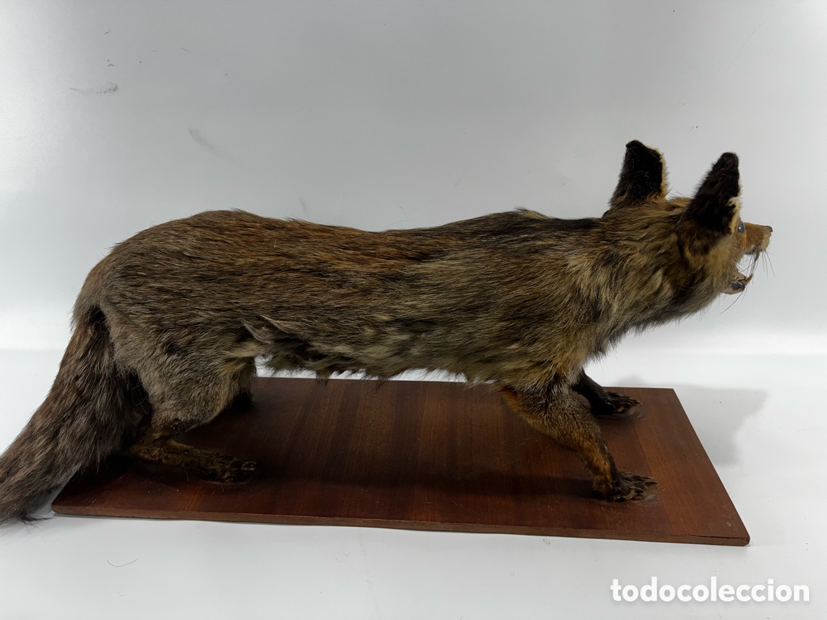 Antig&uuml;edades: ANTIGUO ZORRO DISECADO - Foto 5