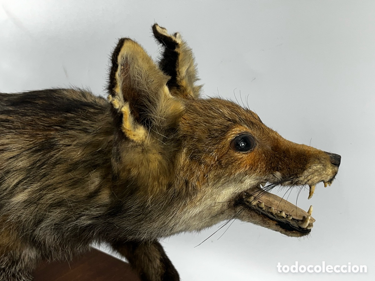 Antig&uuml;edades: ANTIGUO ZORRO DISECADO - Foto 6