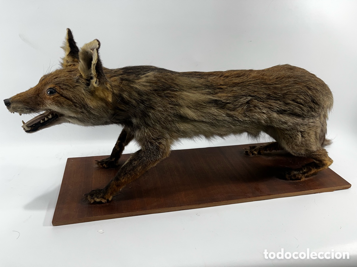 Antig&uuml;edades: ANTIGUO ZORRO DISECADO - Foto 1