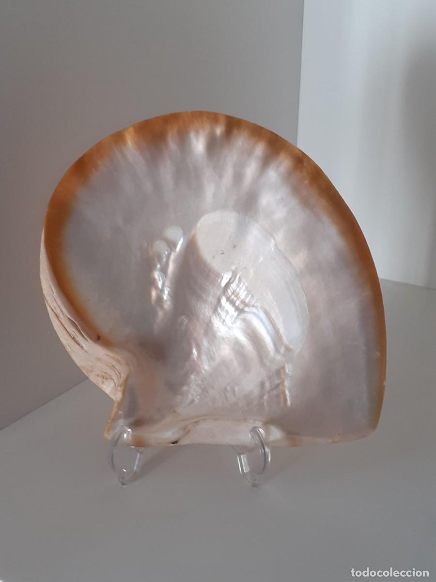Antiguidades: concha de nacar antigua