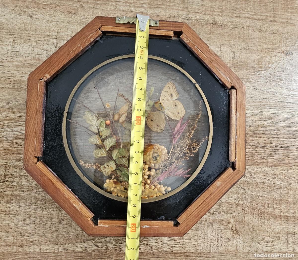 Antig&uuml;edades: COMPOSICI&Oacute;N ENMARCADA DE MARIPOSAS Y PLANTAS - Foto 3