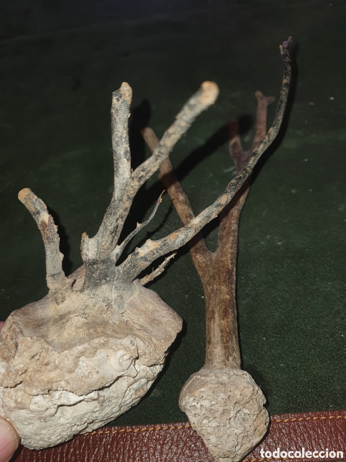Antig&uuml;edades: Conjunto de ramas coral natural - Foto 2