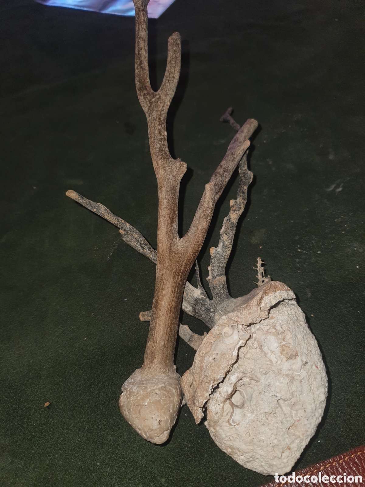 Antig&uuml;edades: Conjunto de ramas coral natural - Foto 3