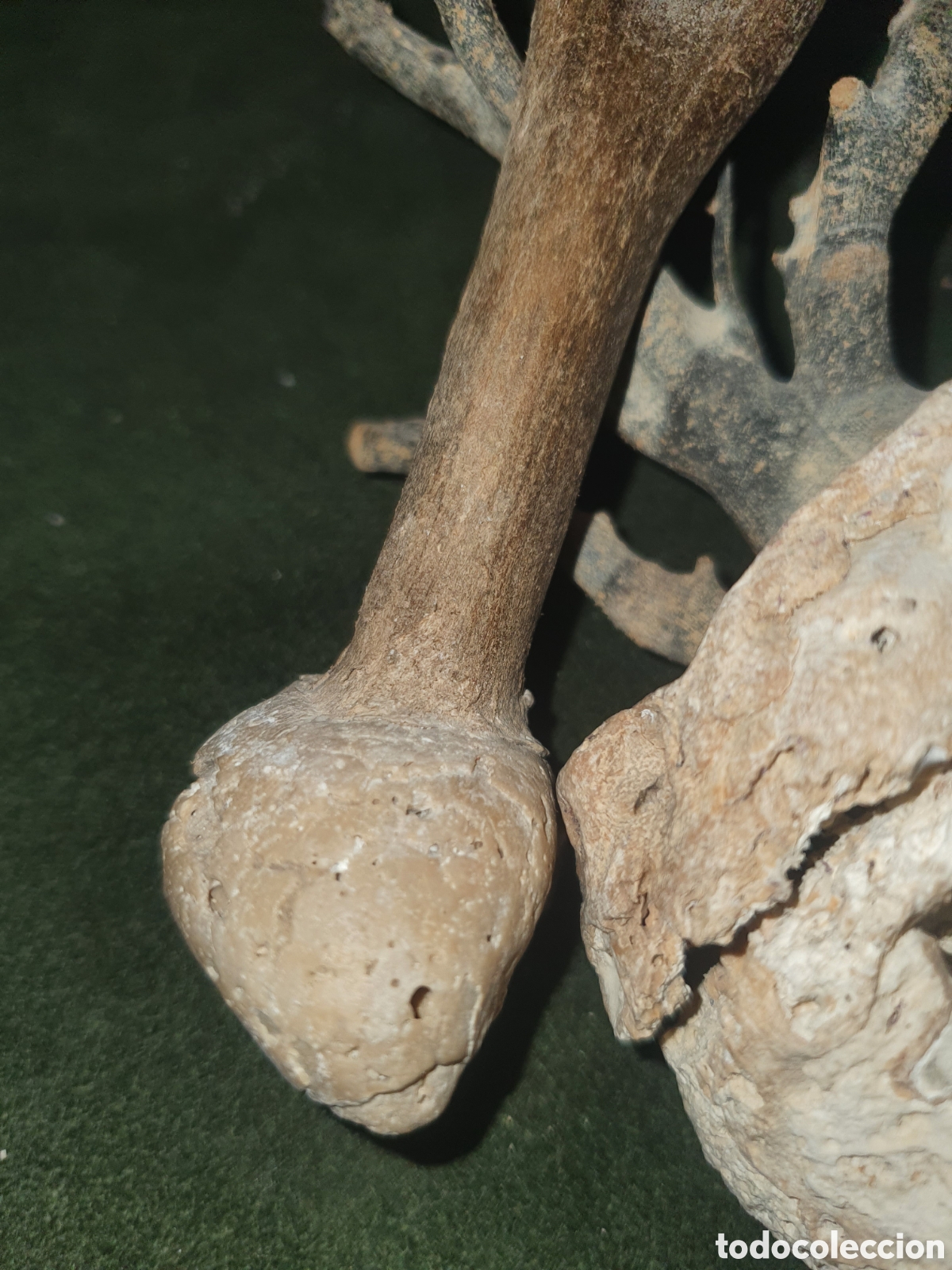 Antig&uuml;edades: Conjunto de ramas coral natural - Foto 4