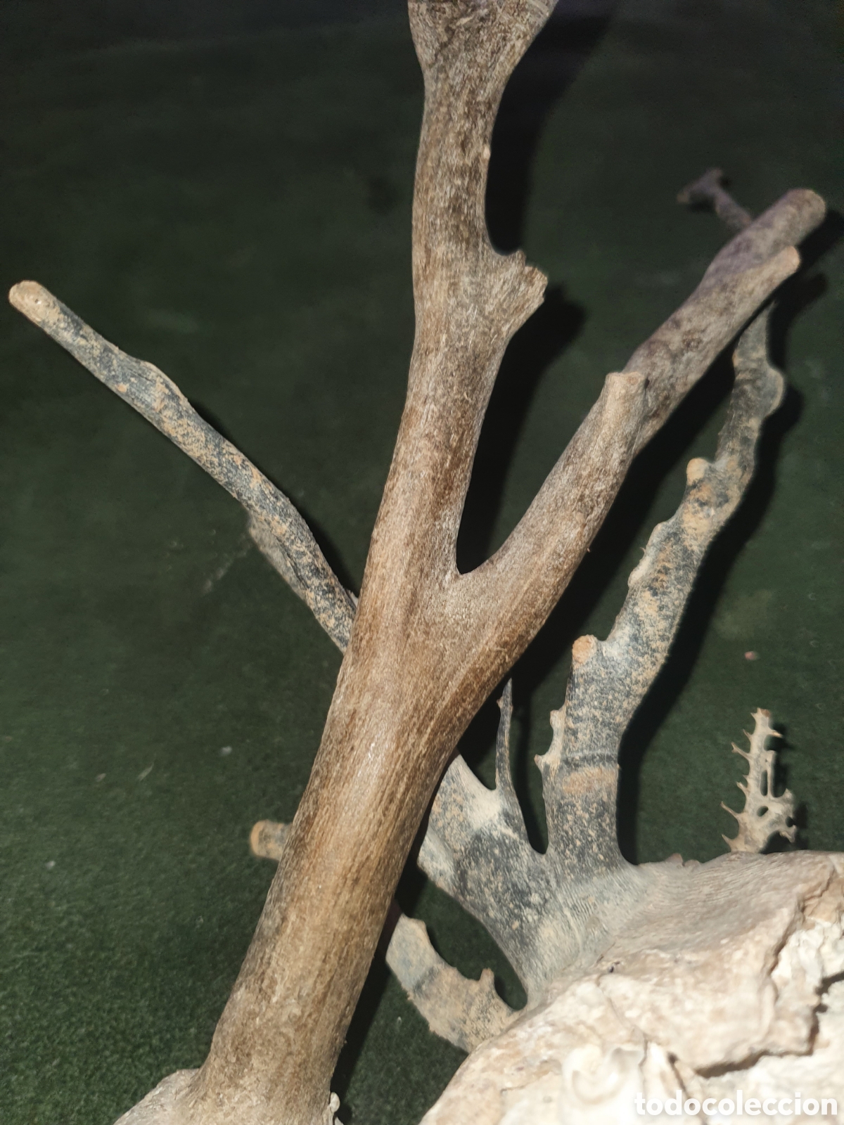 Antig&uuml;edades: Conjunto de ramas coral natural - Foto 5