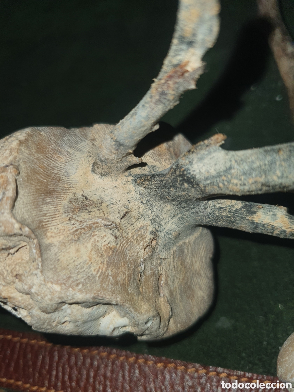 Antig&uuml;edades: Conjunto de ramas coral natural - Foto 1