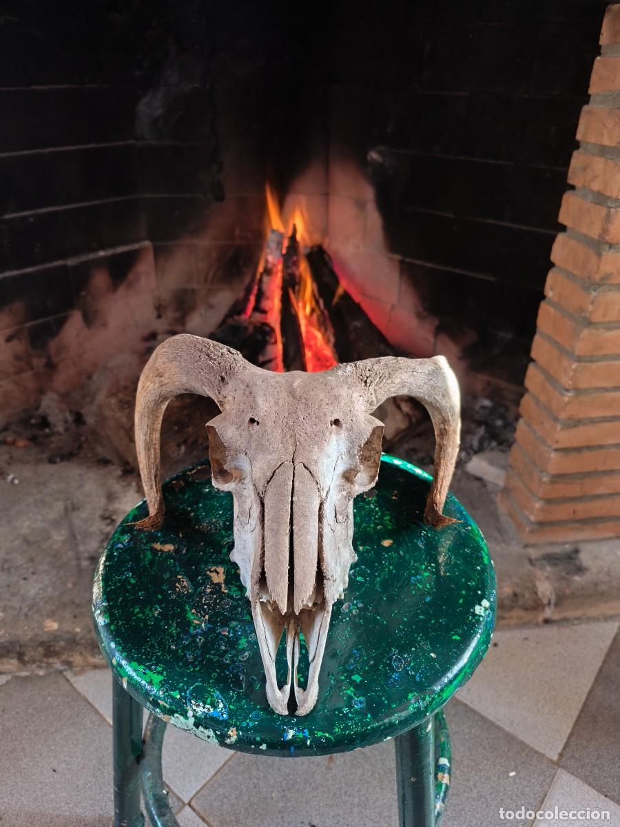 Antig&uuml;edades: Cabeza de carnero con cornamenta. - Foto 1