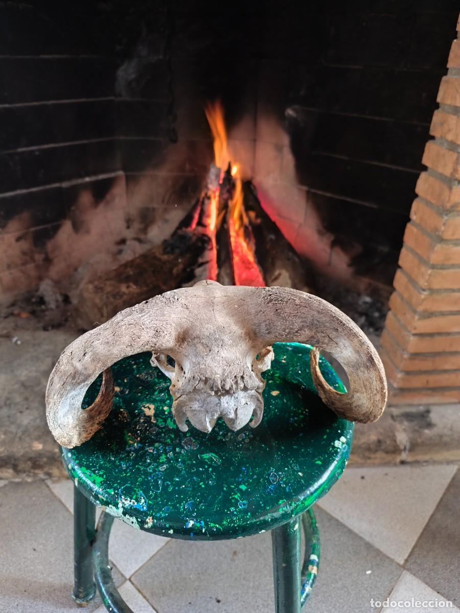 Antig&uuml;edades: Cabeza de carnero con cornamenta. - Foto 2