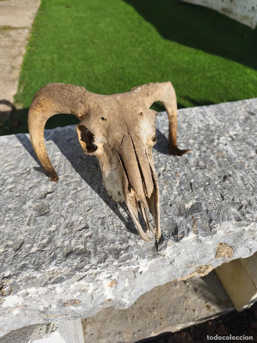 Antig&uuml;edades: Cabeza de carnero con cornamenta. - Foto 3