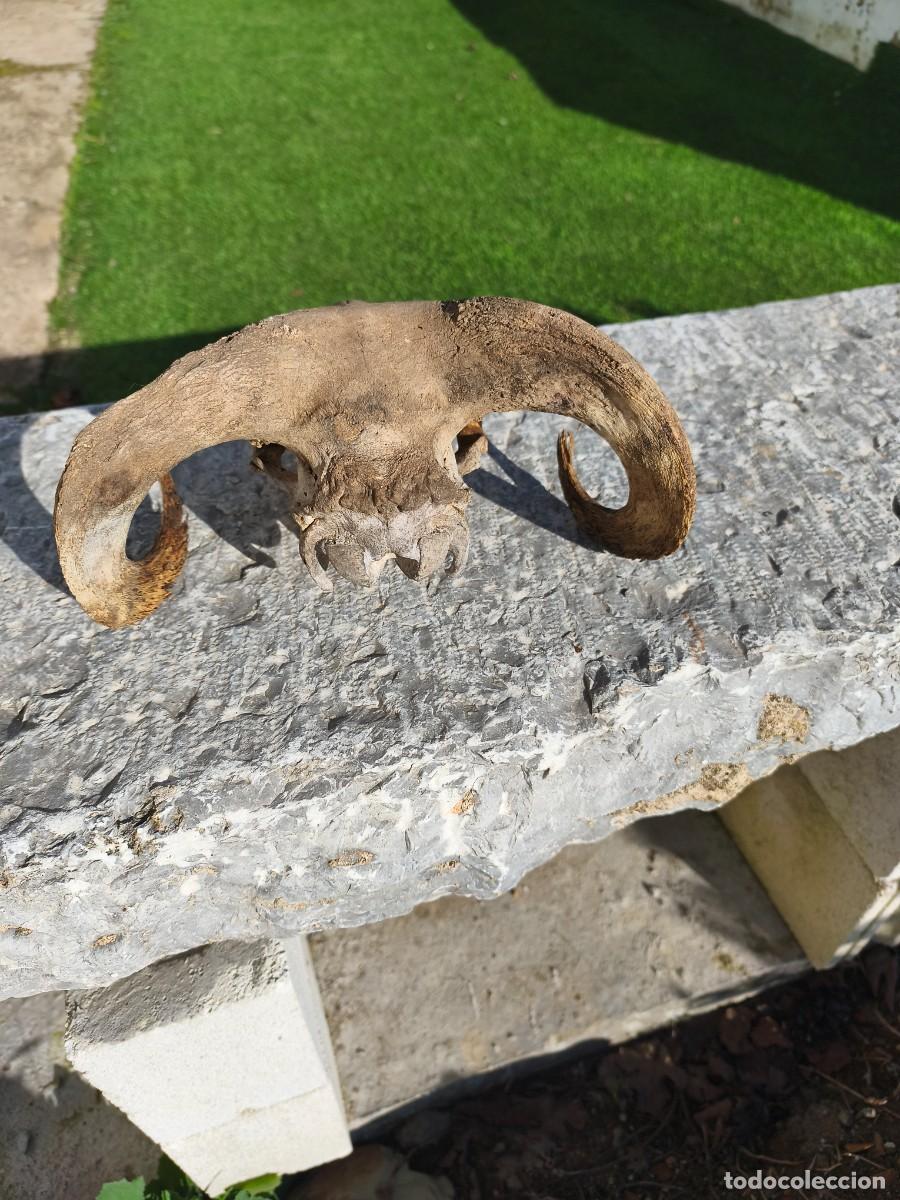 Antig&uuml;edades: Cabeza de carnero con cornamenta. - Foto 4