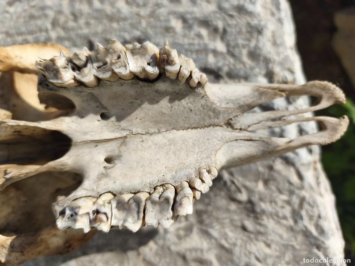 Antig&uuml;edades: Cabeza de carnero con cornamenta. - Foto 5