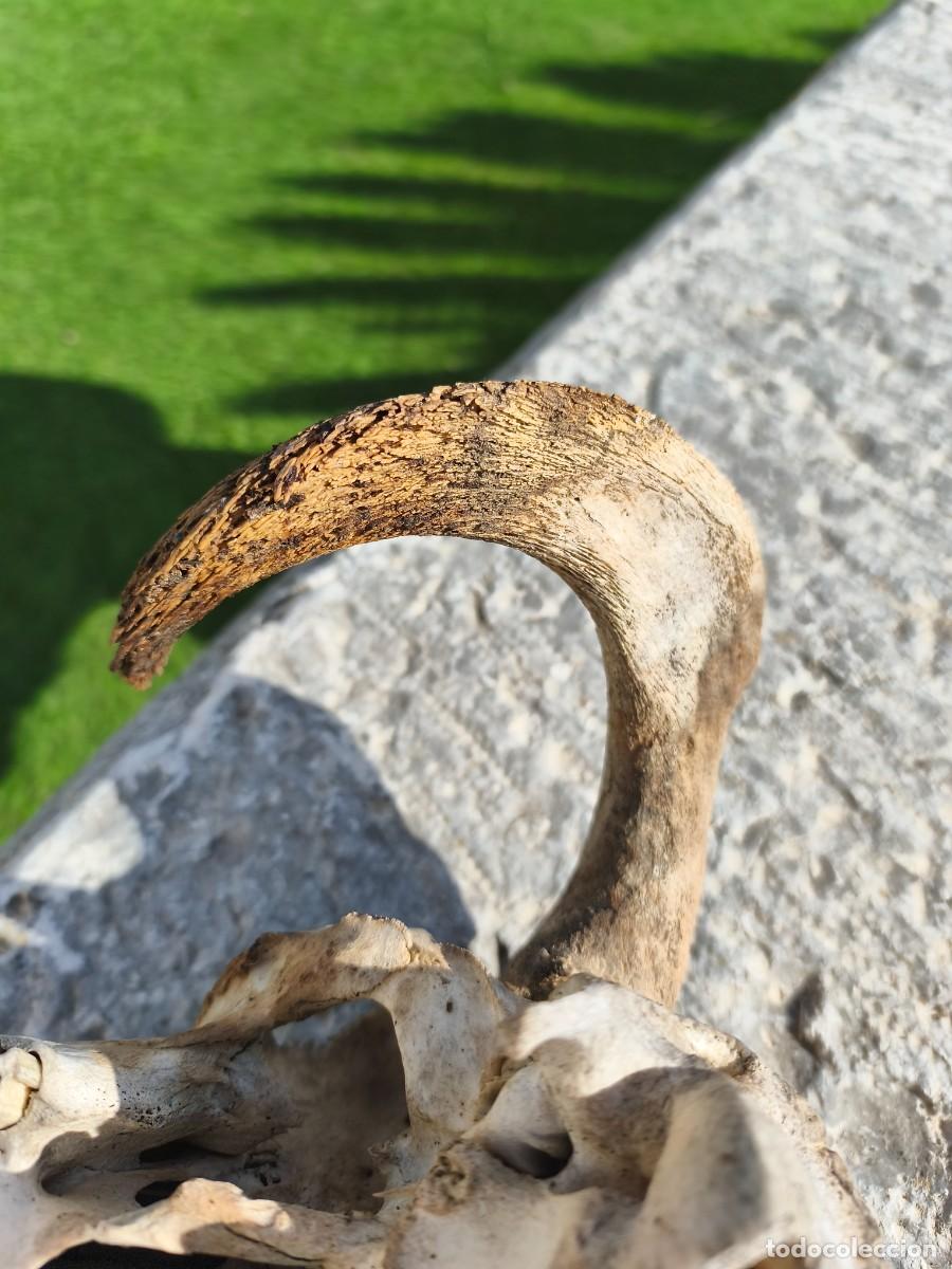 Antig&uuml;edades: Cabeza de carnero con cornamenta. - Foto 7