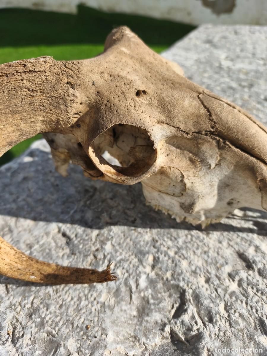 Antig&uuml;edades: Cabeza de carnero con cornamenta. - Foto 11