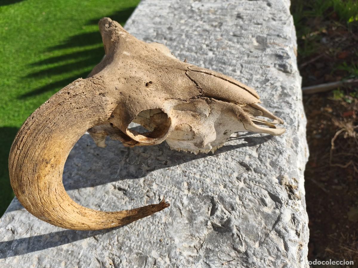 Antig&uuml;edades: Cabeza de carnero con cornamenta. - Foto 12