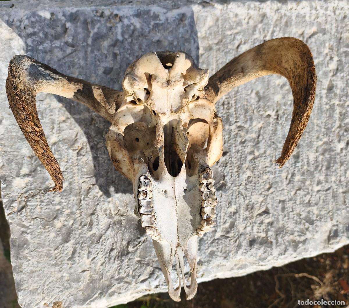 Antig&uuml;edades: Cabeza de carnero con cornamenta. - Foto 15
