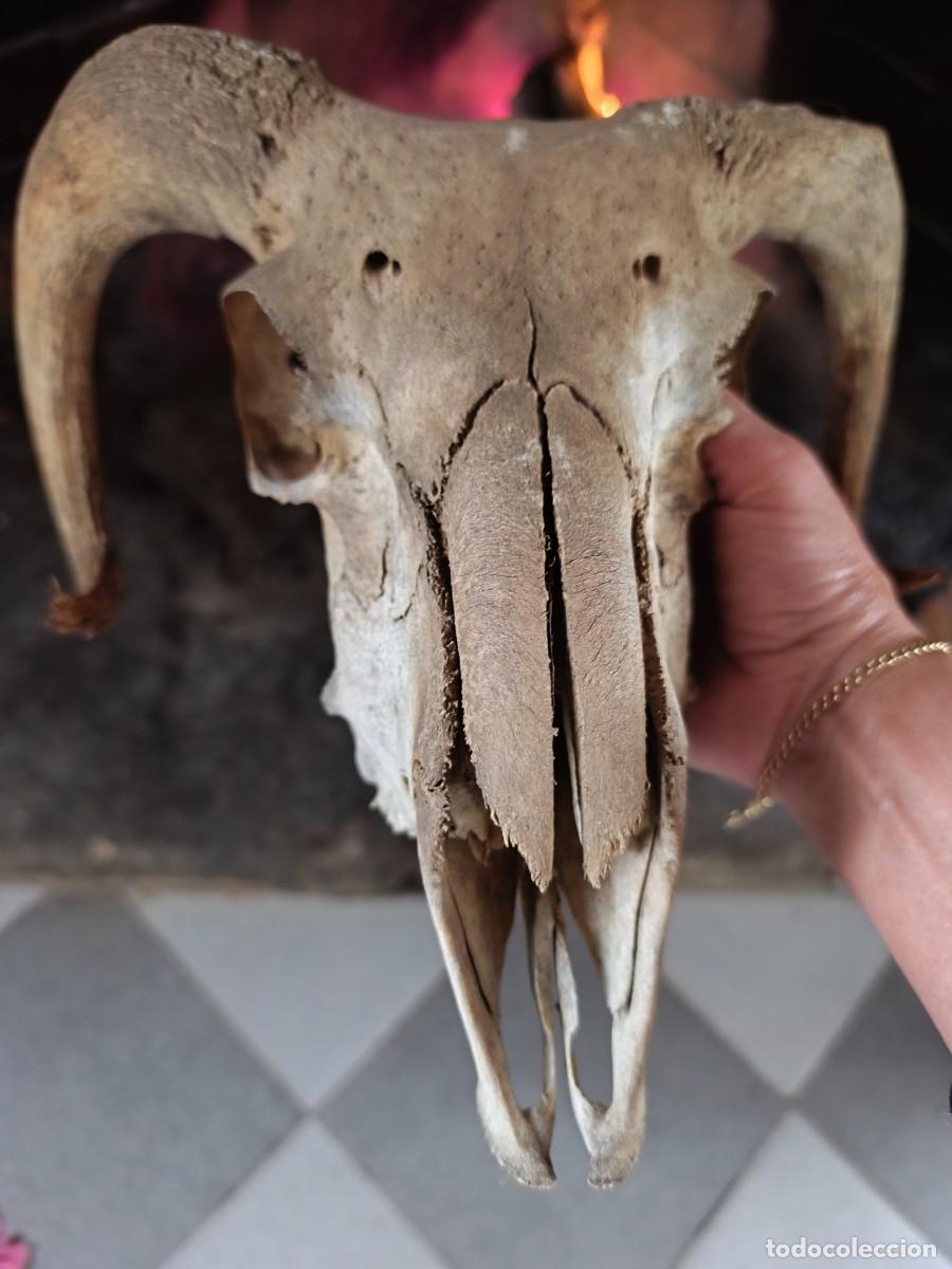 Antig&uuml;edades: Cabeza de carnero con cornamenta. - Foto 16