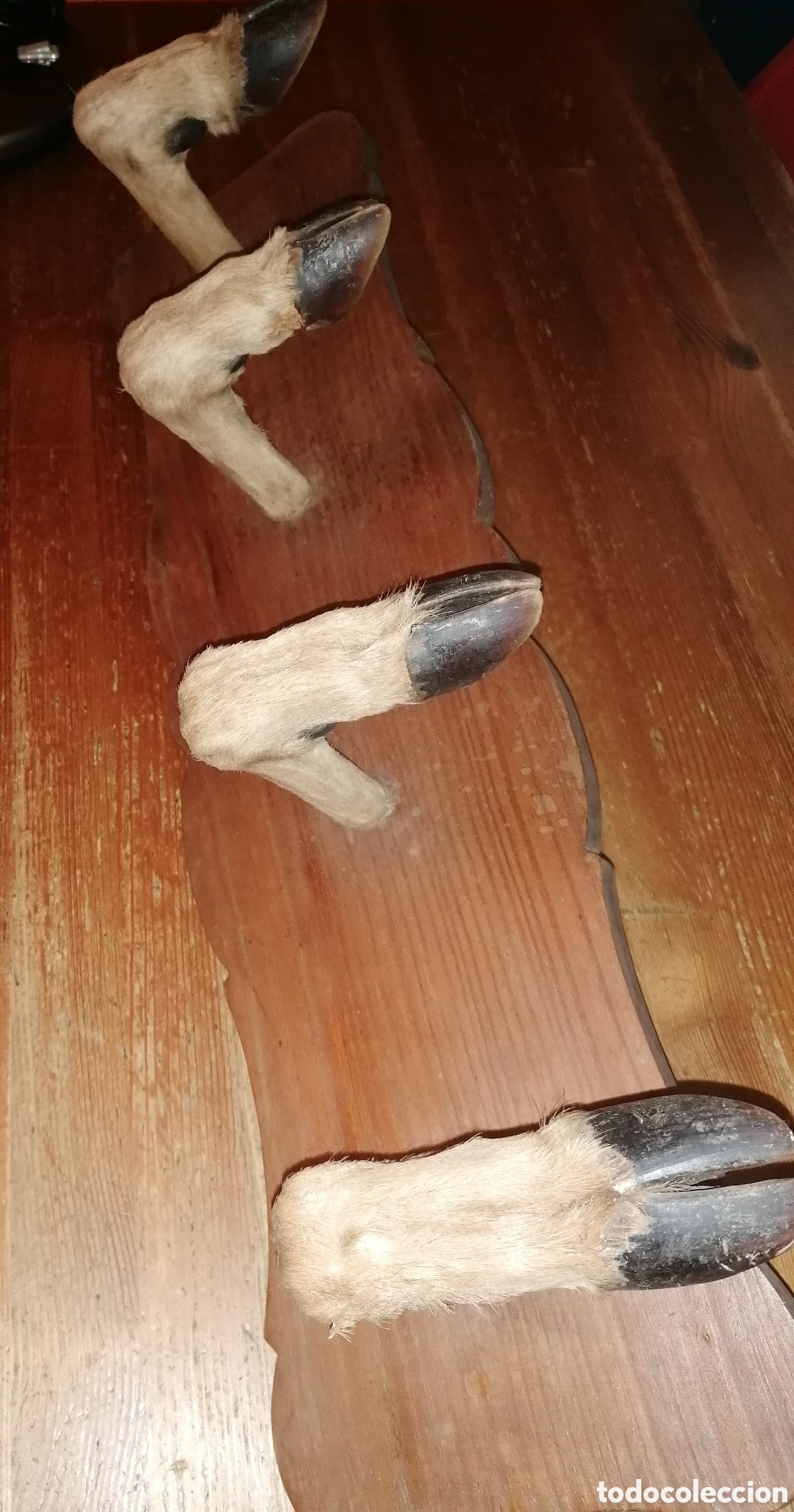 Antig&uuml;edades: Antiguo perchero taxidermia - Foto 2