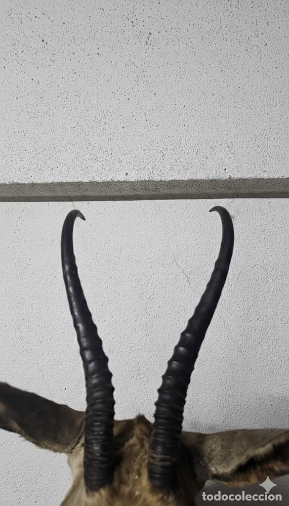 Antig&uuml;edades: Trof&eacute;u de Cabra de de Leque - Foto 2