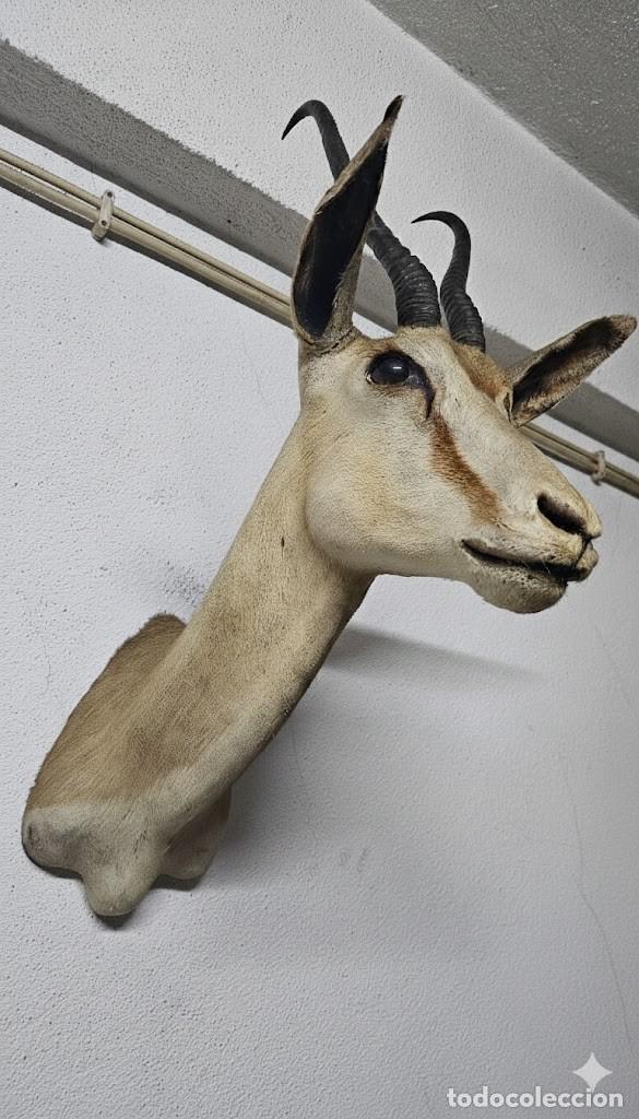 Antig&uuml;edades: Trof&eacute;u de Cabra de de Leque - Foto 3
