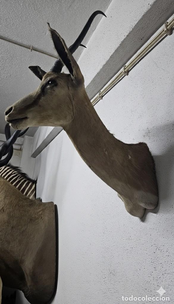 Antig&uuml;edades: Trof&eacute;u de Cabra de de Leque - Foto 4