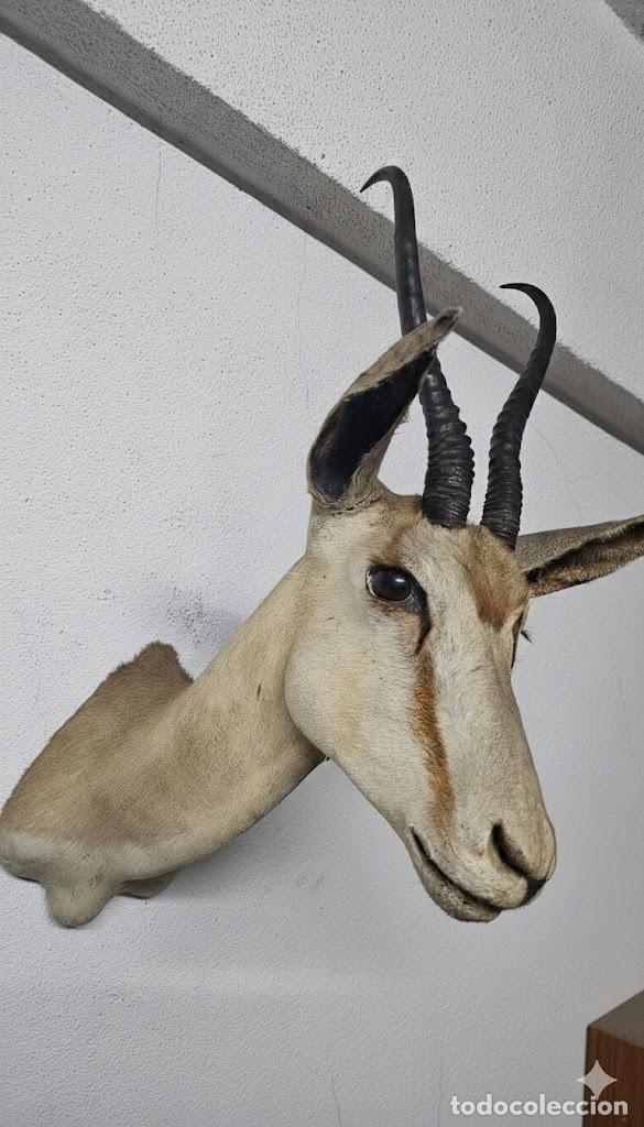 Antig&uuml;edades: Trof&eacute;u de Cabra de de Leque - Foto 6
