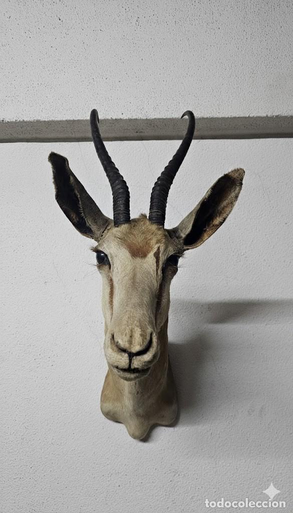 Antig&uuml;edades: Trof&eacute;u de Cabra de de Leque - Foto 7