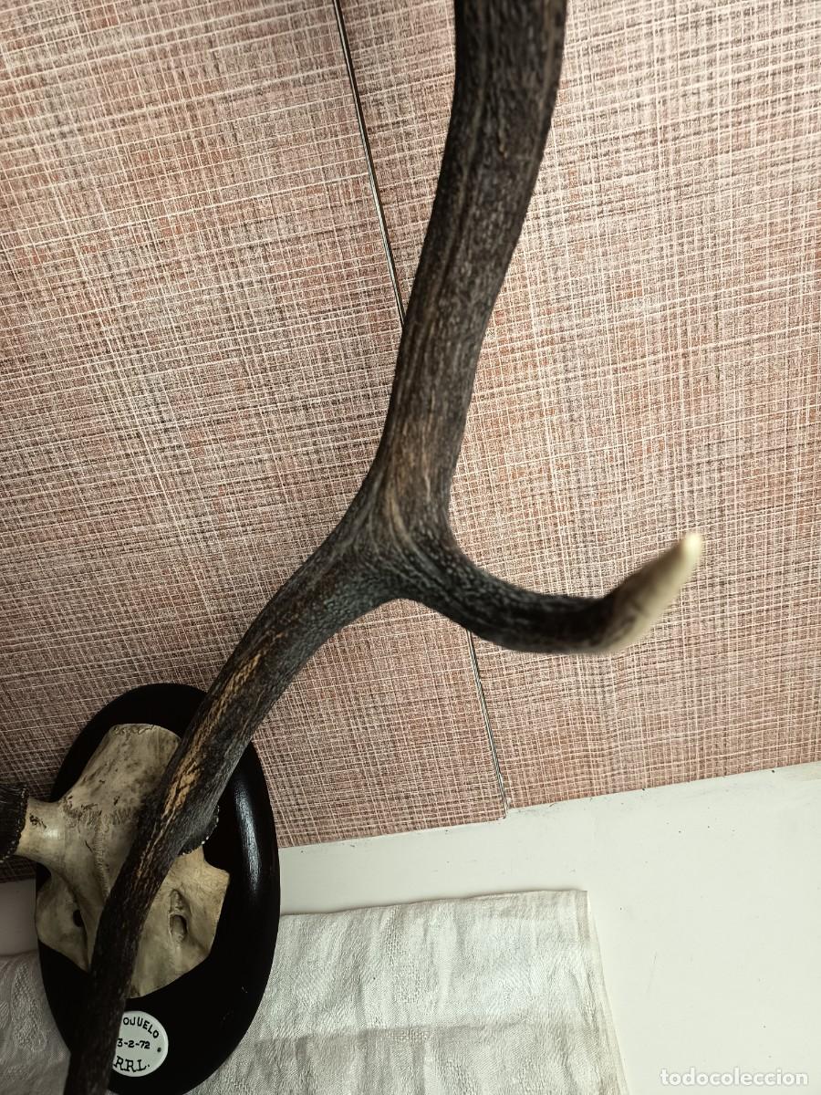Antig&uuml;edades: Trofeo Ciervo El Ojuelo 1972 - Foto 5