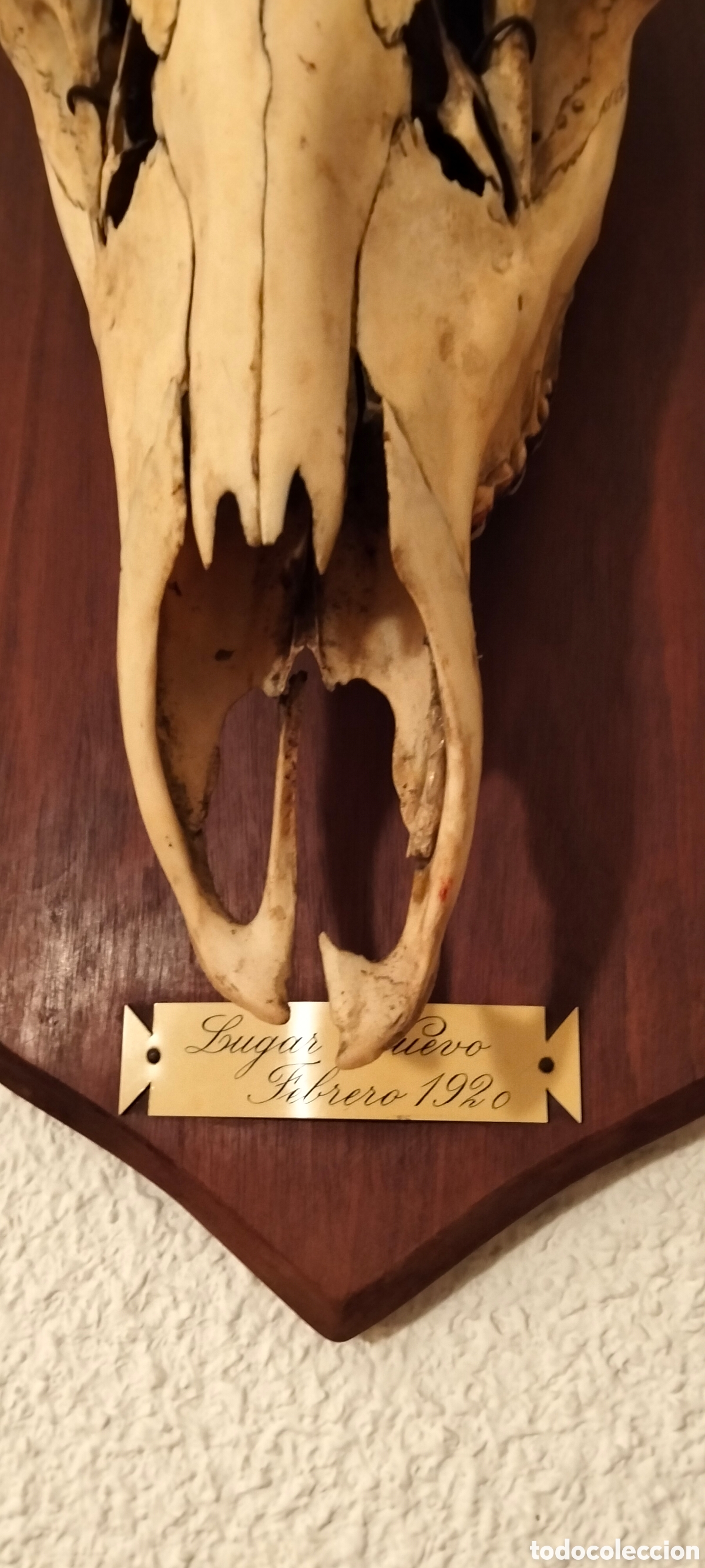 Antig&uuml;edades: TARXIDEMIA CRANEO DE CIERVO. - Foto 3