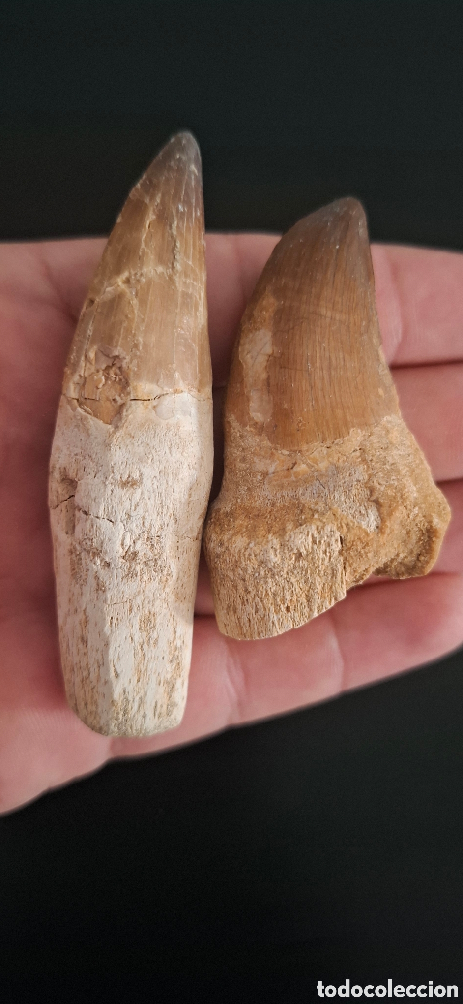 Antig&uuml;edades: Dientes de mosasaurio - Foto 2