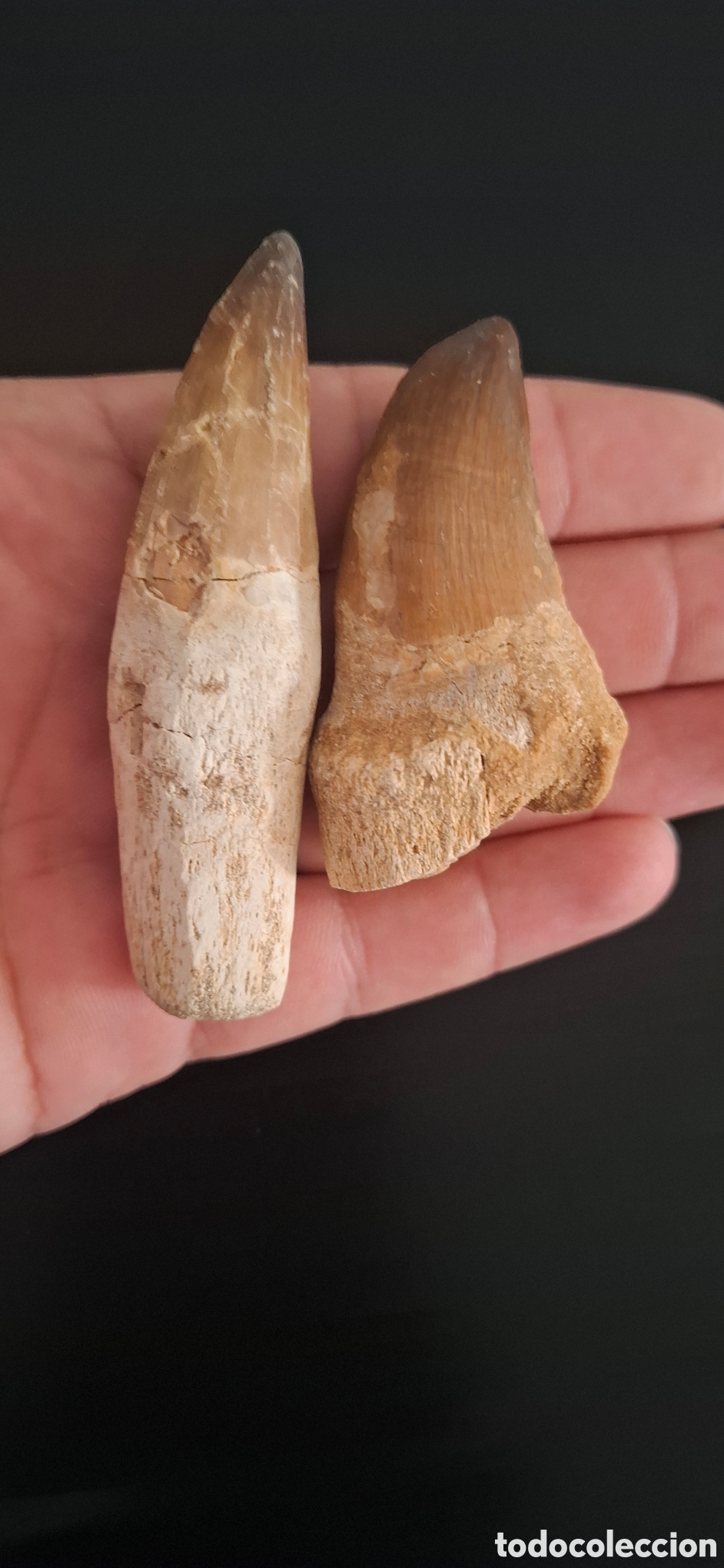 Antig&uuml;edades: Dientes de mosasaurio - Foto 3