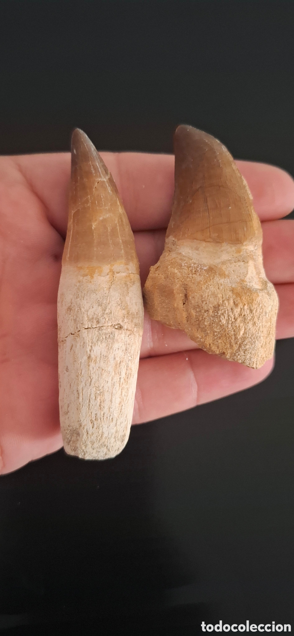 Antig&uuml;edades: Dientes de mosasaurio - Foto 4