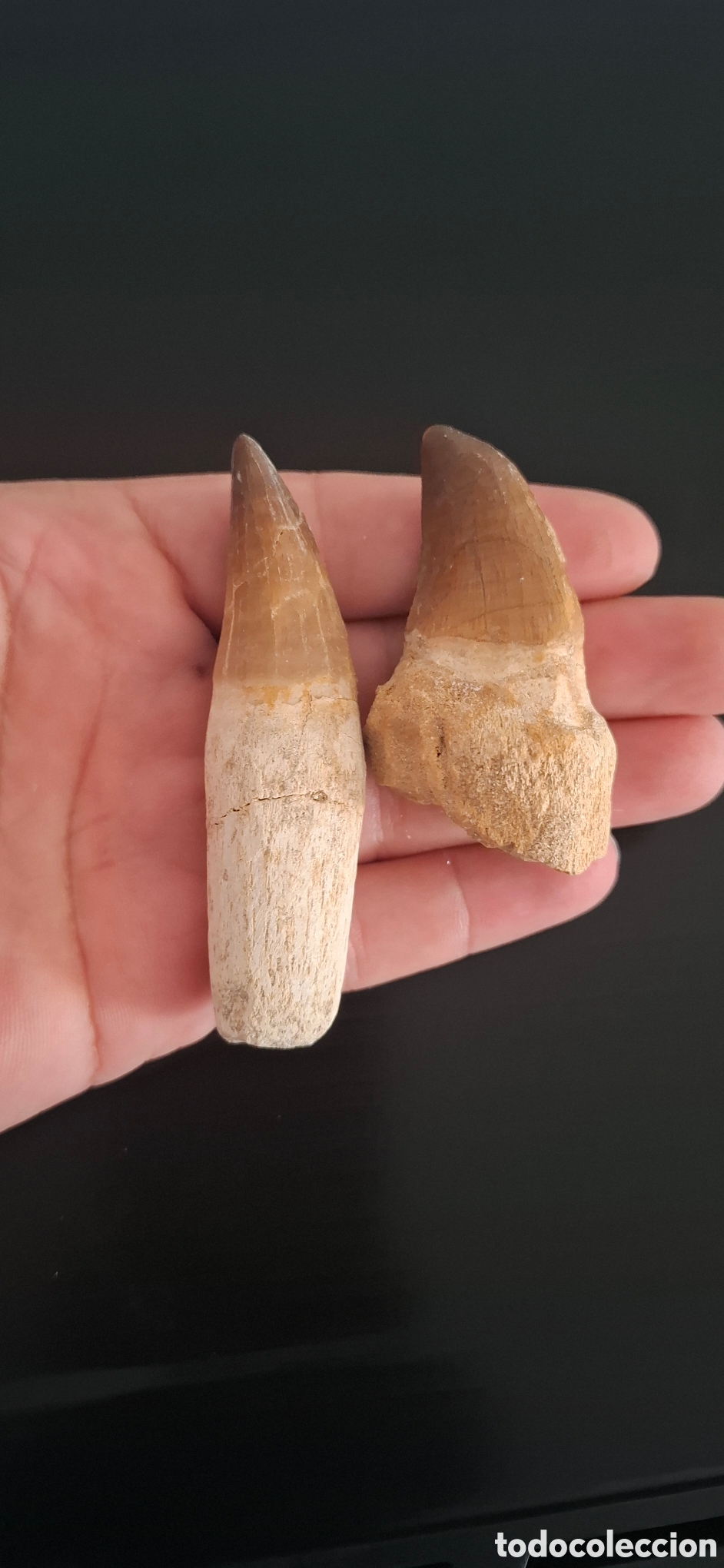 Antig&uuml;edades: Dientes de mosasaurio - Foto 5