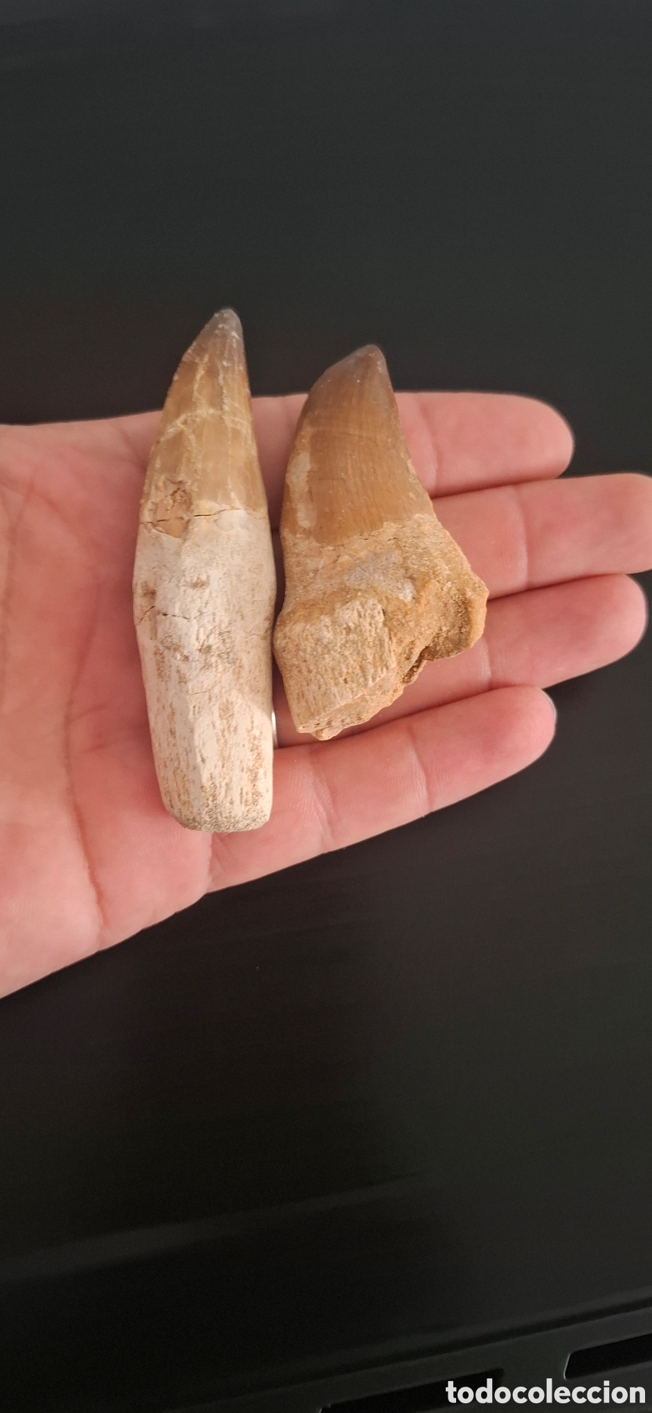 Antig&uuml;edades: Dientes de mosasaurio - Foto 6