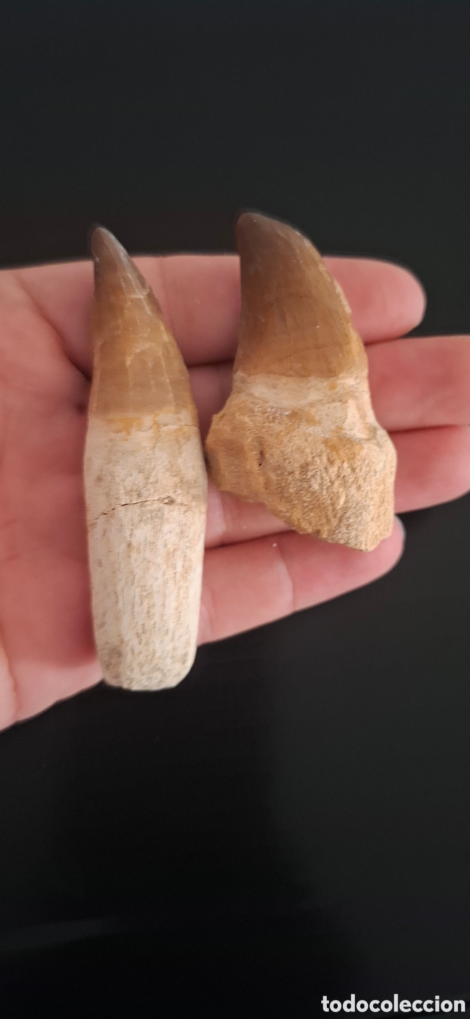 Antig&uuml;edades: Dientes de mosasaurio - Foto 7