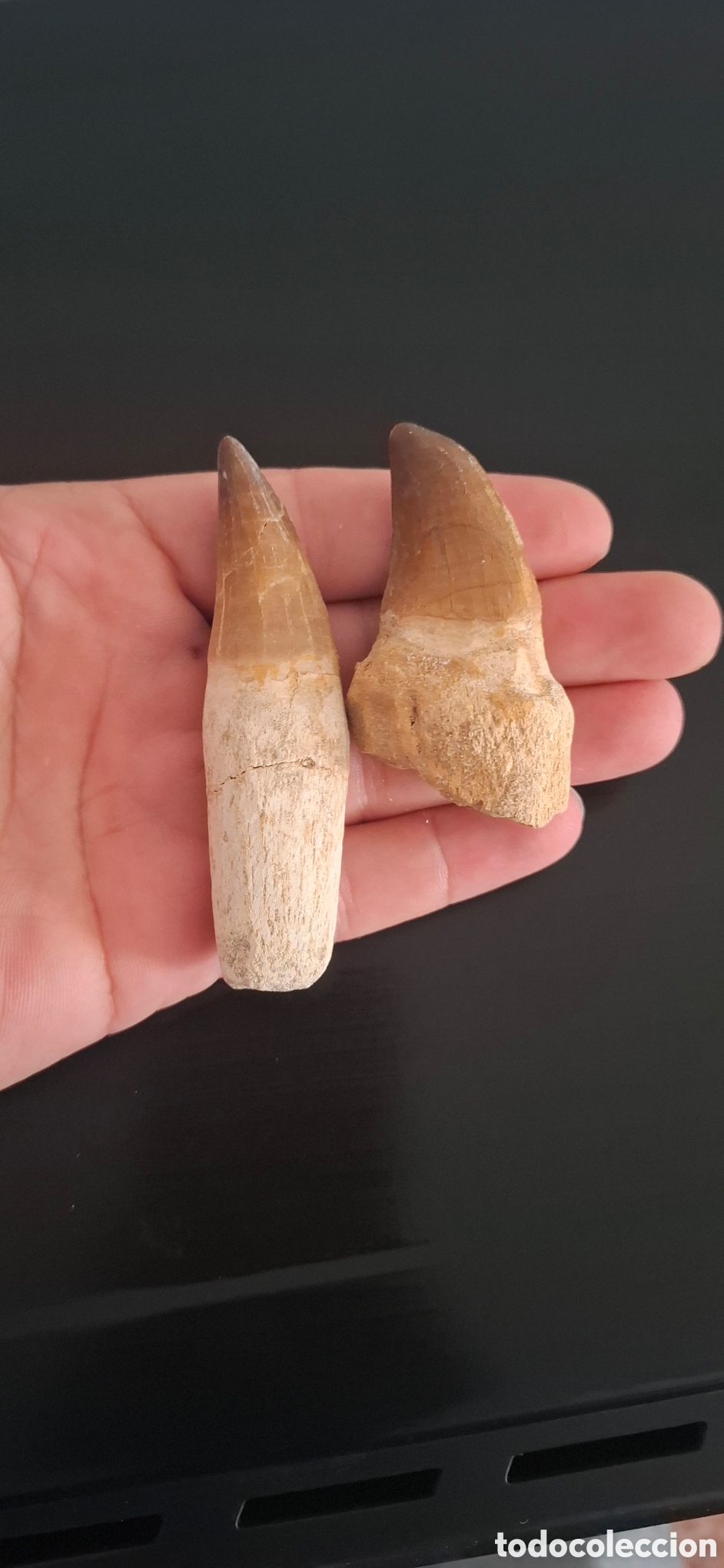 Antig&uuml;edades: Dientes de mosasaurio - Foto 8