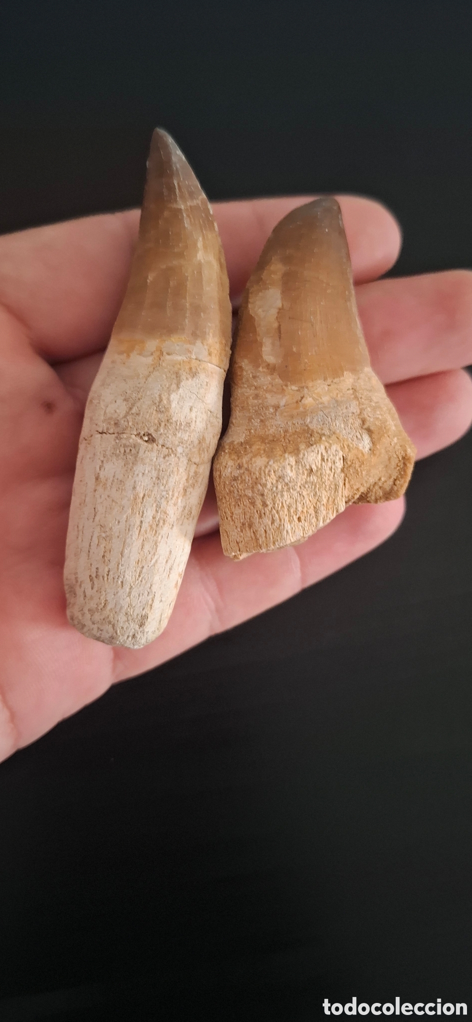 Antig&uuml;edades: Dientes de mosasaurio