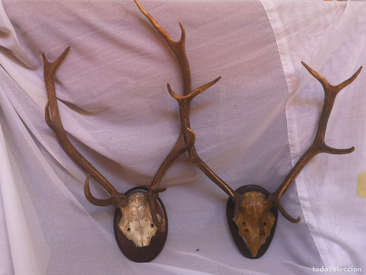 Antiguidades: Cornamenta de ciervo