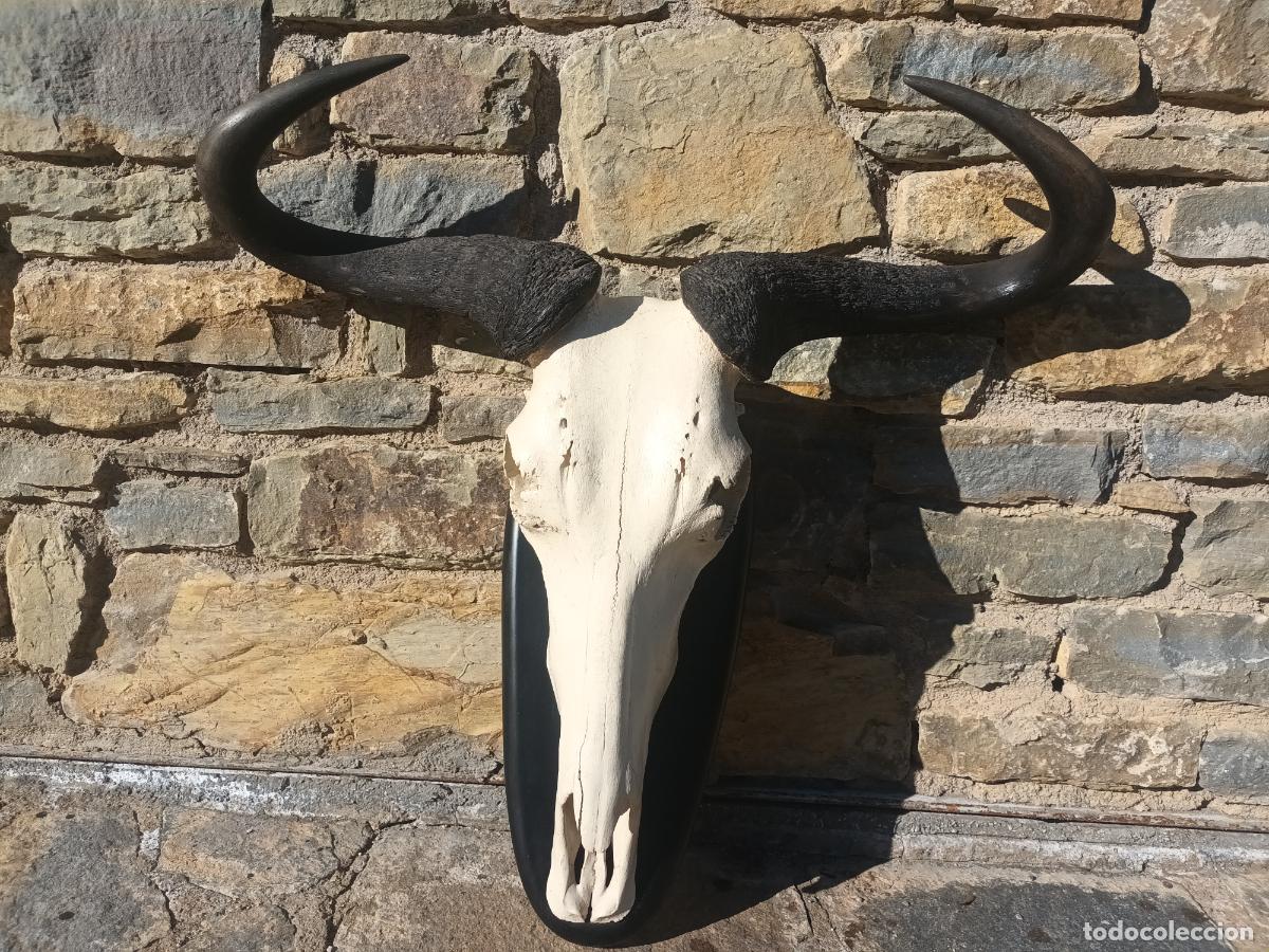 Antig&uuml;edades: Cabeza taxidermia. TROFEO. WILDEBEEST G&Ntilde;U SELDUS 1984