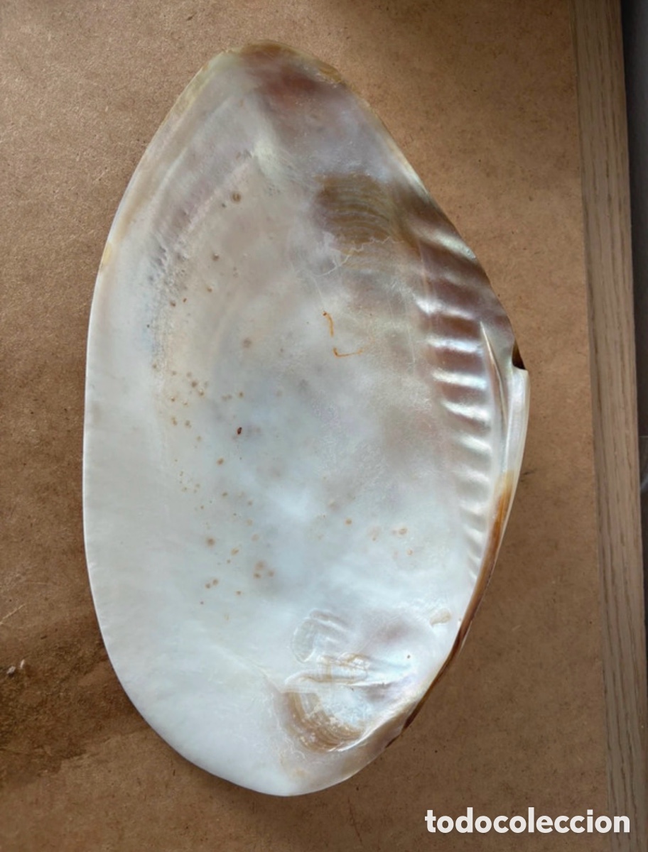 Antig&uuml;edades: Antigua concha de n&aacute;car vac&iacute;a bolsillos gigante