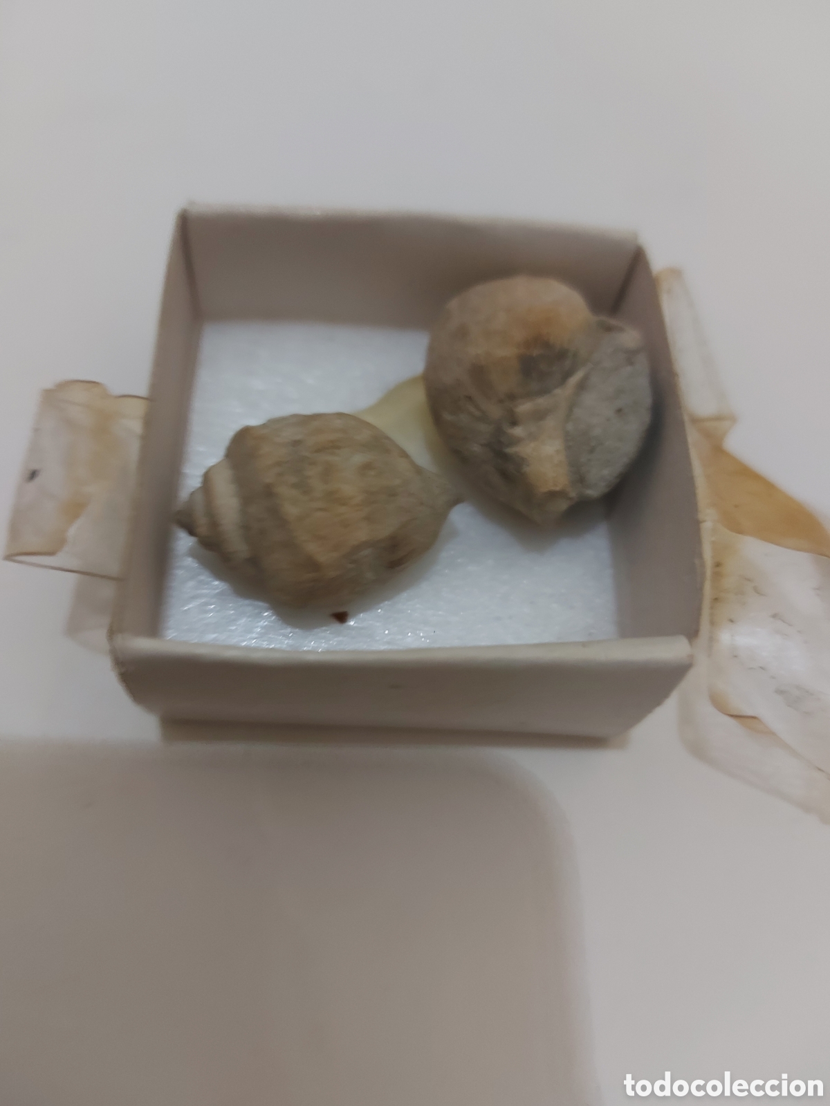 Antig&uuml;edades: Caracol 2 deFosil de pie - Foto 1