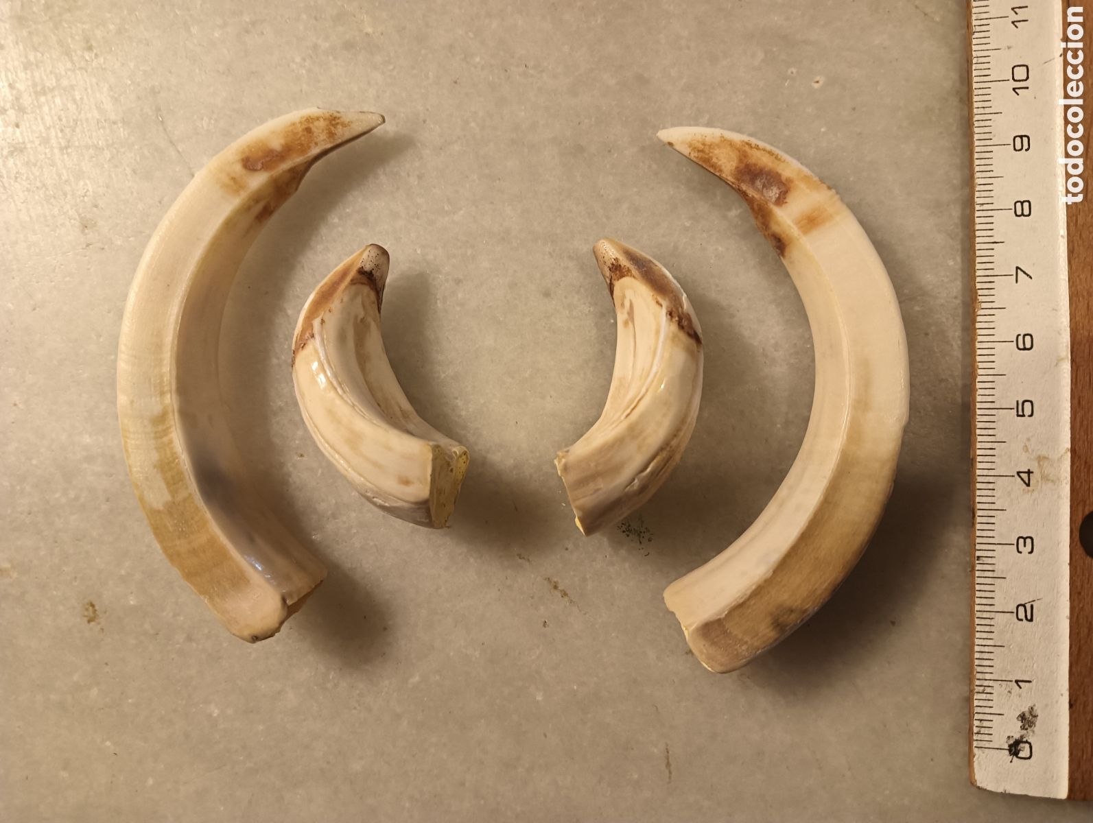 Antig&uuml;edades: Colmillos de jabal&iacute; caza cacer&iacute;a