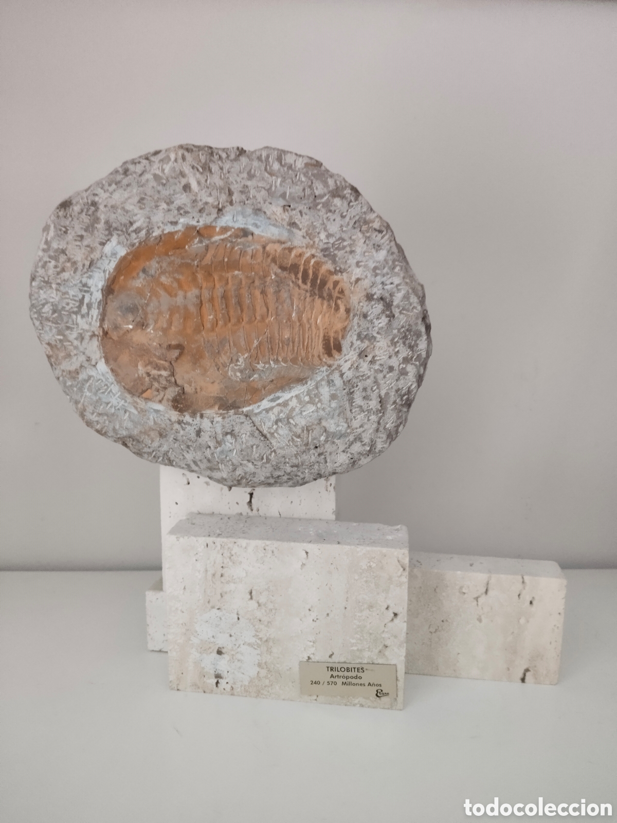 Oggetti Antichi: TRILOBITES FOSIL EN PEANA MARMOL ESCULTURA EBANO