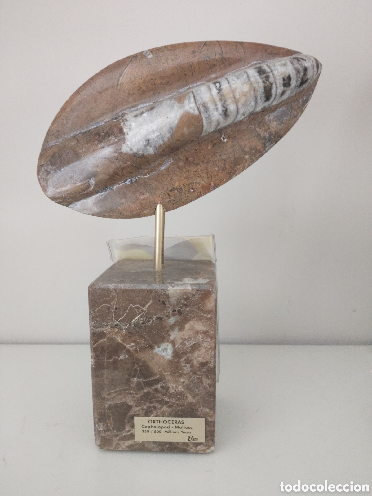 Oggetti Antichi: PRECIOSO FOSIL AORHOCERAS EN PEANA MARMOL CASA EBANO