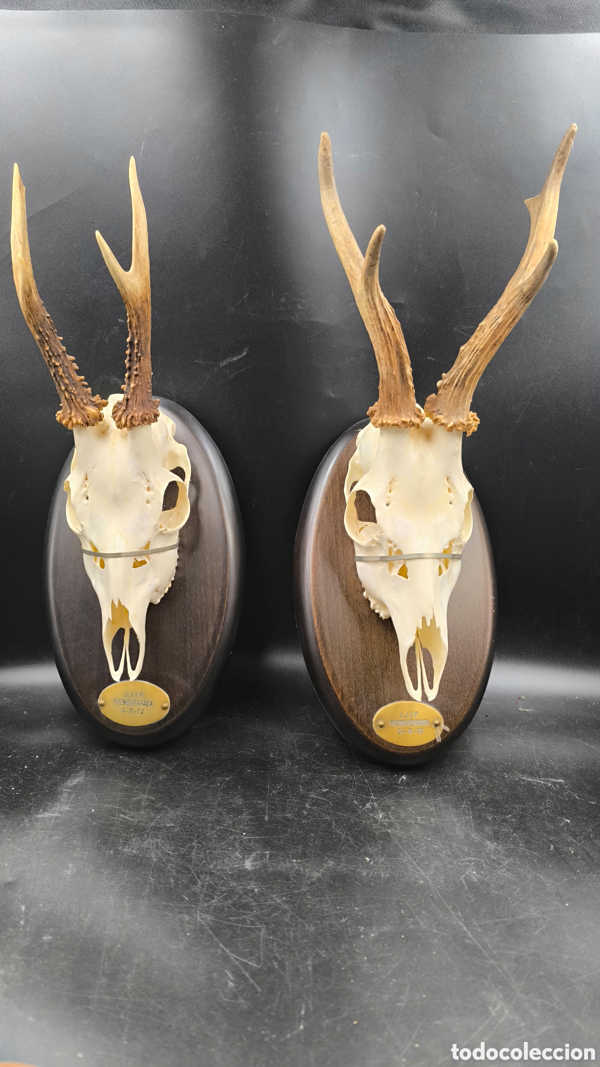 Oggetti Antichi: Pareja trofeos corzo (Capreolus capreolus) sobre madera &ndash; Cr&aacute;neos completos con cuerna &ndash;