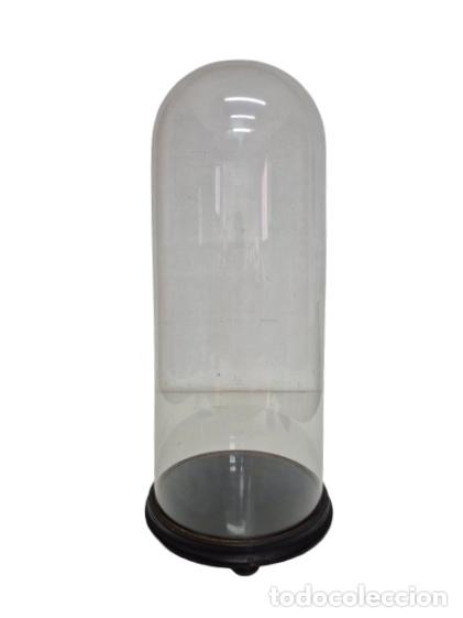 Antig&uuml;edades: Urna, Fanal Isabelino - Globo Cristal Soplado - para Imagen, Escultura - Altura 61 cm - S. XIX