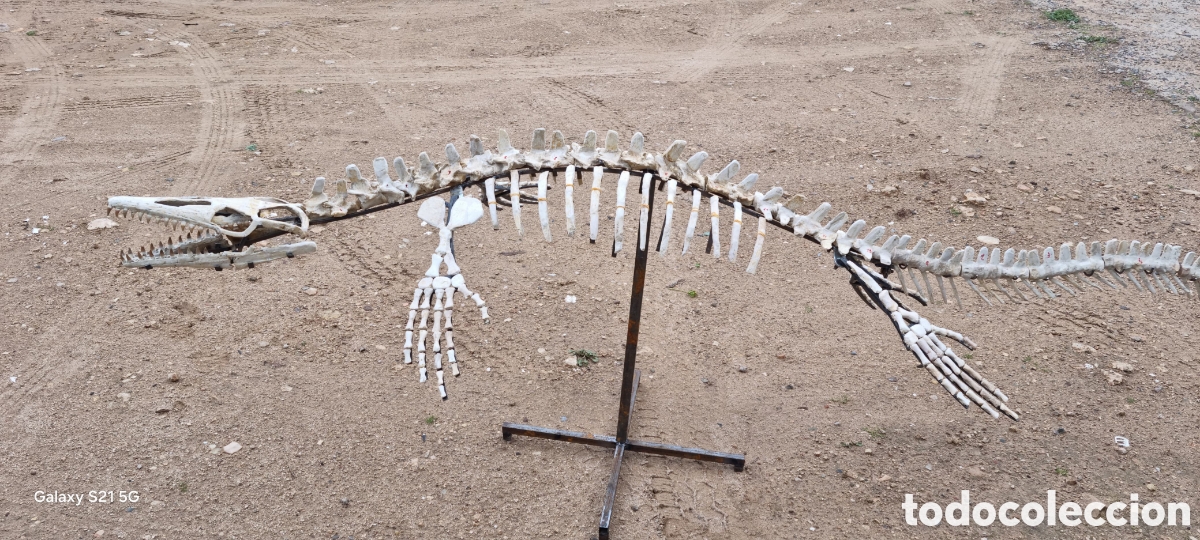 Antig&uuml;edades: Esqueleto mosasaurio - Foto 3